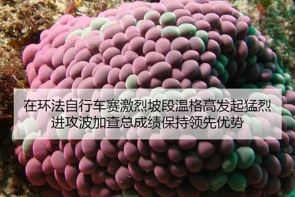 zai-huan-fa-zi-xing-che-sai-ji-lie-po-duan-wen-ge-gao-fa-qi-meng-lie-jin-gong-bo-jia-cha-zong-cheng-ji-bao-chi-ling-2-719.jpg